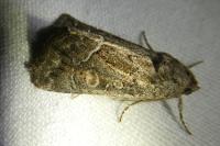 Thalpophila matura