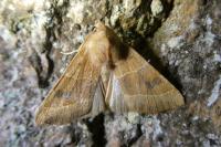 Atethmia centrago