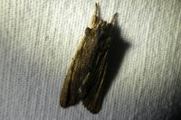 Lithophane semibrunnea