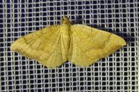 Camptogramma bilineata