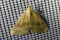 Hypena proboscidalis