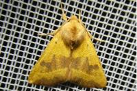 Atethmia centrago