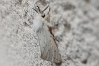 Spilosoma lubricipeda