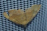 Camptogramma bilineata