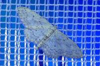 Idaea seriata