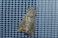 Mythimna albipuncta