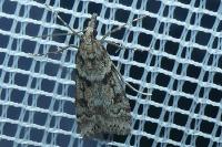 Eudonia angustea
