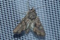 Mniotype solieri