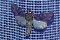 Mniotype solieri