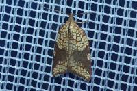Acleris rhombana