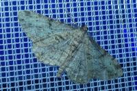 Peribatodes rhomboidaria