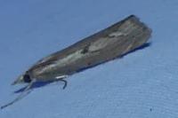 Agriphila geniculea