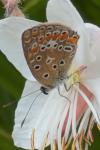Polyommatus icarus