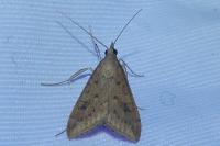 Udea ferrugalis