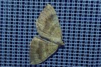 Camptogramma bilineata