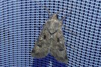 Agrotis trux