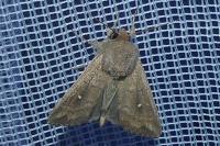 Mythimna albipuncta