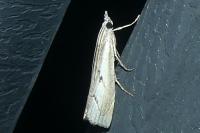 Agriphila geniculea/inquinatella