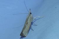 Agriphila geniculea/inquinatella