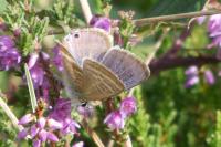 Lampides boeticus