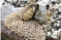 Orgyia antiqua