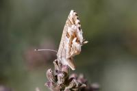 Cacyreus marshalli