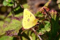 Colias crocea