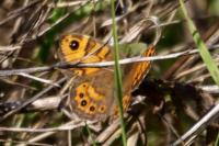 Lasiommata megera