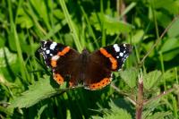 Vanessa atalanta