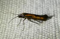 Ochromolopis ictella