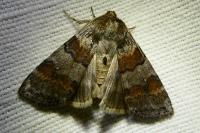 Cymatophorina diluta