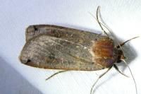 Noctua pronuba