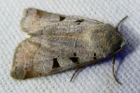 Eugnorisma glareosa