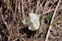 Pieris rapae