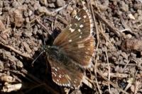 Pyrgus armoricanus