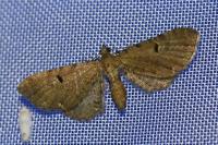 Eupithecia assimilata