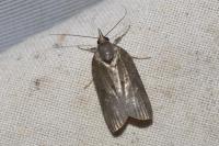 Nycteola revayana
