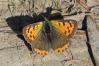 Lycaena phlaeas