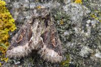 Allophyes oxyacanthae