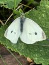 Pieris rapae