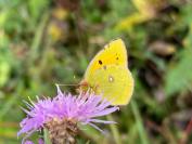 Colias crocea