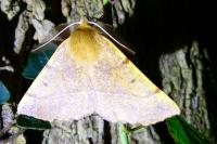 Colotois pennaria