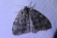 Epirrita