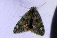 Chloroclysta siterata