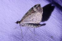 Chloroclysta siterata
