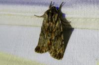 Asteroscopus sphinx
