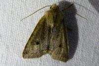 Leptologia lota