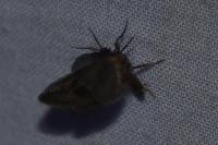 Bacotia claustrella