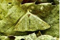 Herminia tarsipennalis