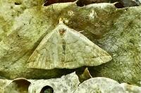 Herminia tarsipennalis